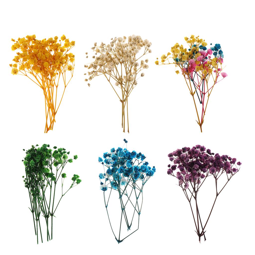 Pressed Dried Natural Flowers  - đánh giá và giá Resin Craft Ideas