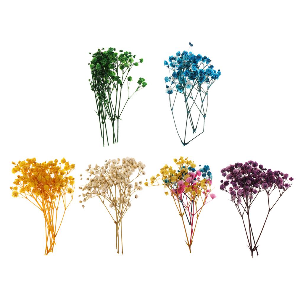 Pressed Dried Natural Flowers  - đánh giá và giá Resin Craft Ideas
