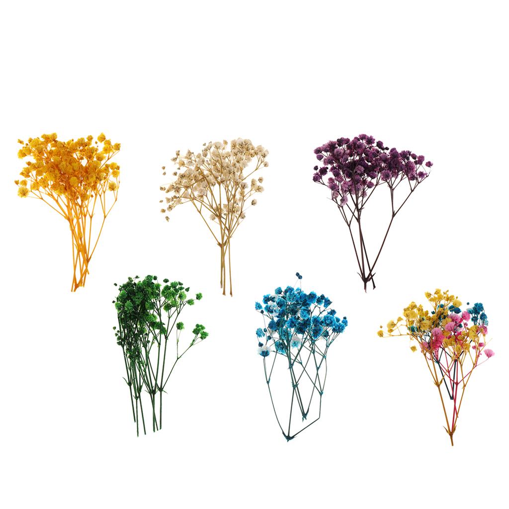 Pressed Dried Natural Flowers  - đánh giá và giá Resin Craft Ideas