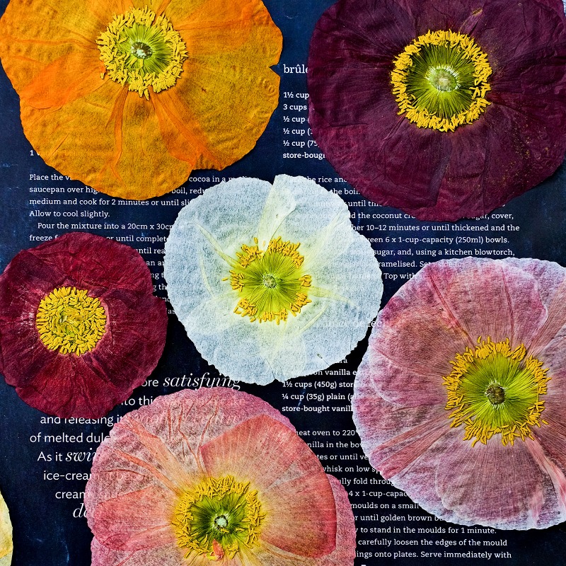 1pcs,Nature Field Poppy Presse - đánh giá và giá Resin Craft Ideas