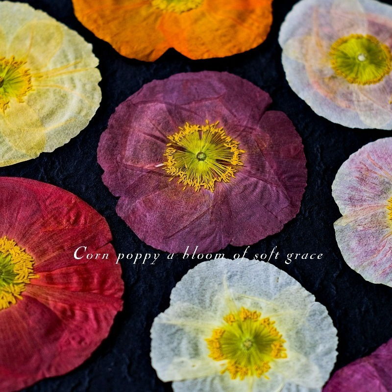 1pcs,Nature Field Poppy Presse - đánh giá và giá Resin Craft Ideas