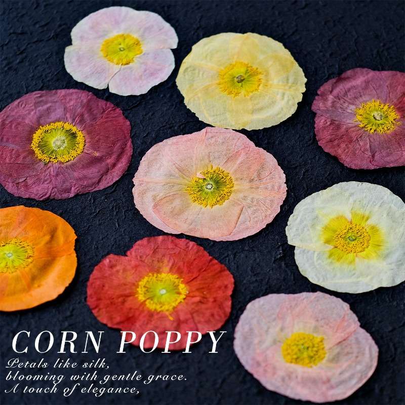 1pcs,Nature Field Poppy Presse - đánh giá và giá Resin Craft Ideas