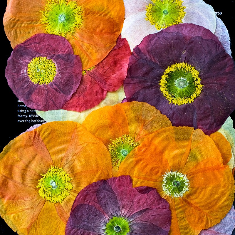 1pcs,Nature Field Poppy Presse - đánh giá và giá Resin Craft Ideas