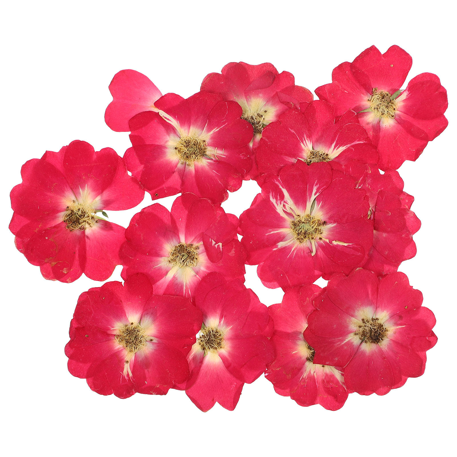 12Pcs Natural Dried Rose Press - đánh giá và giá Resin Jewelry Kit