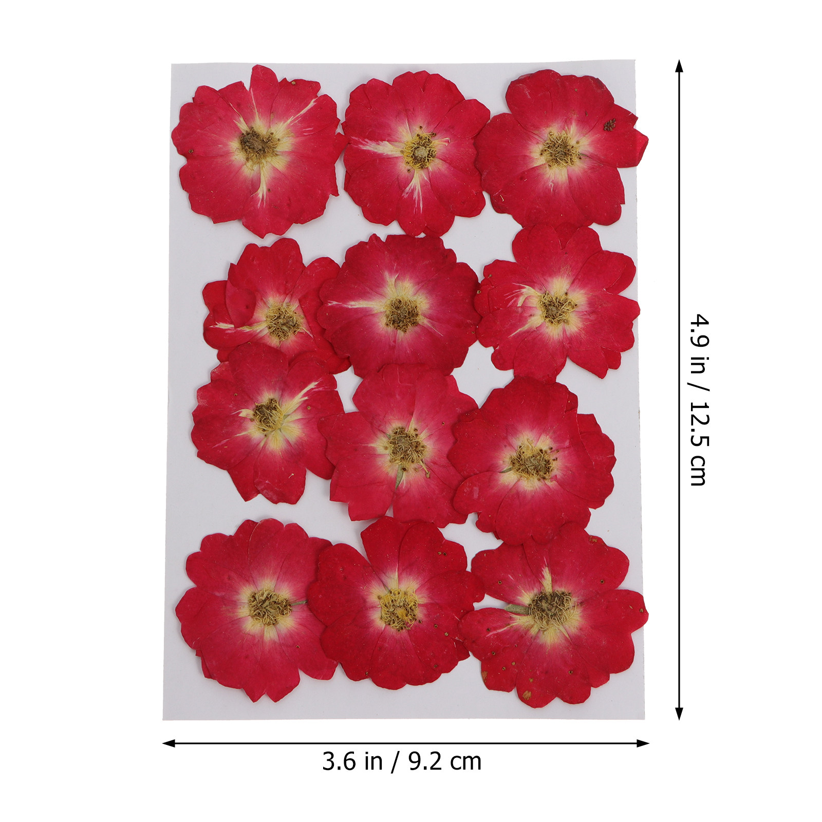 12Pcs Natural Dried Rose Press - đánh giá và giá Resin Jewelry Kit