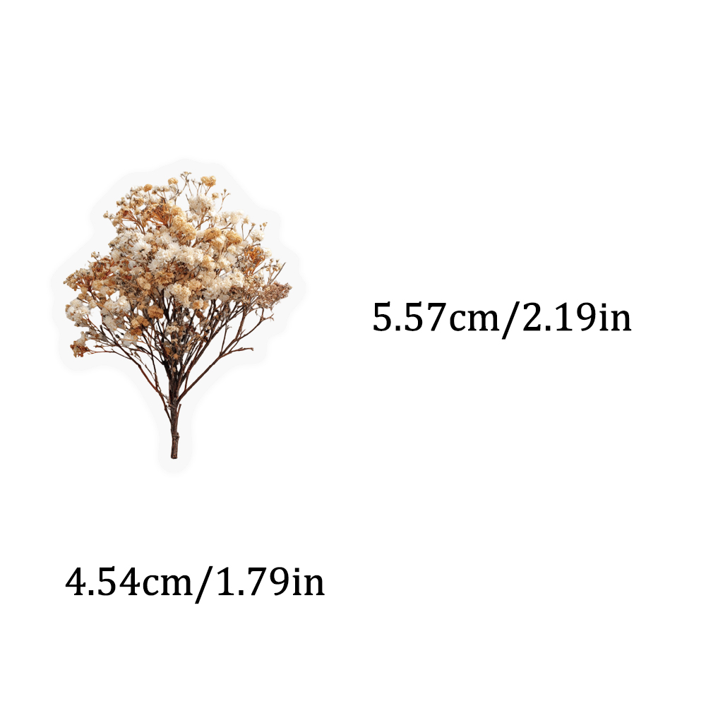 50PCS Retro Color Dried Flower - đánh giá và giá Dried Flower Bulk