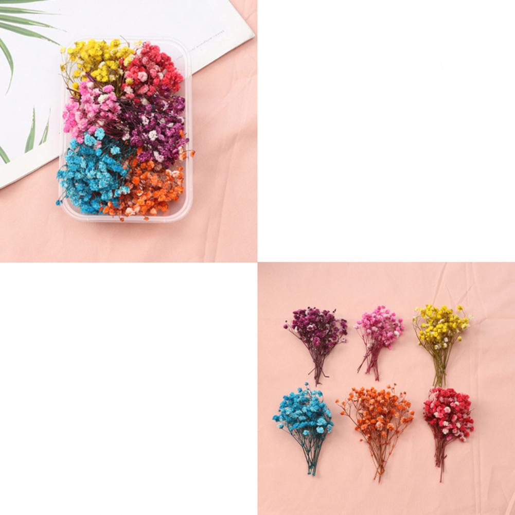 Natural Flowers Diy Dried Flow - đánh giá và giá Dried Flower Bulk