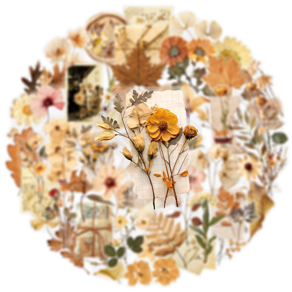 10/30/50pcs Transparent Dried  - đánh giá và giá Dried Flower Bulk