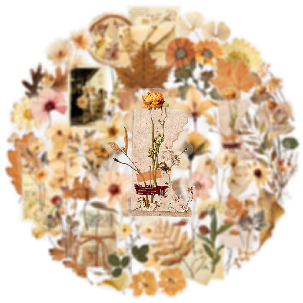 10/30/50pcs Transparent Dried  - đánh giá và giá Dried Flower Bulk