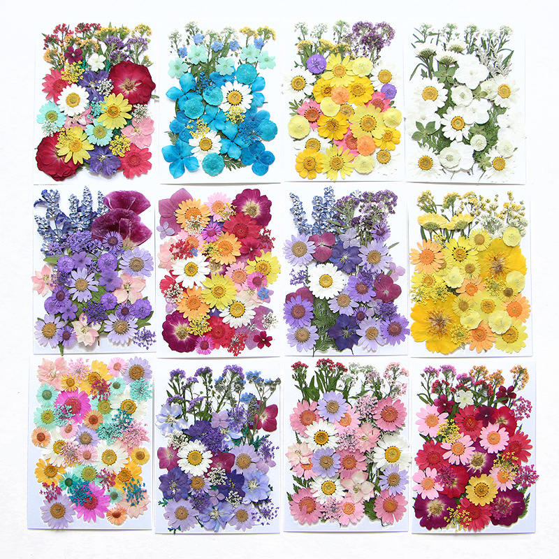 6pcsDried Flowers Real Natural - đánh giá và giá Flower Preservation Resin