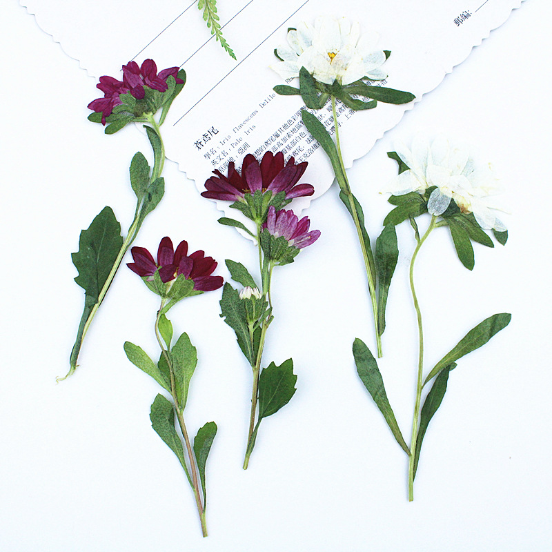 24pcs,Mini Chrysanthemum Press - đánh giá và giá Resin Craft Ideas
