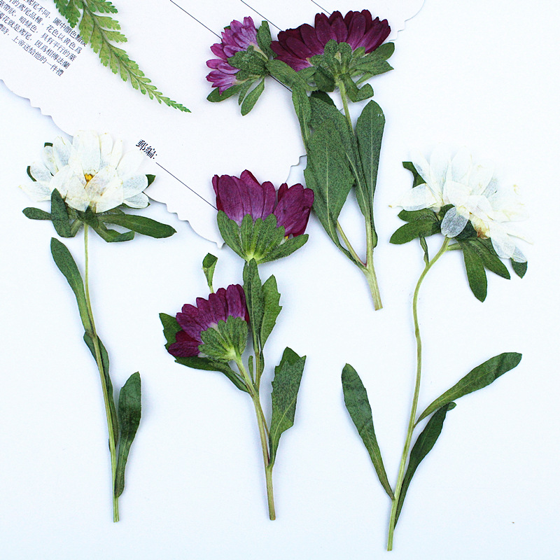 24pcs,Mini Chrysanthemum Press - đánh giá và giá Resin Craft Ideas