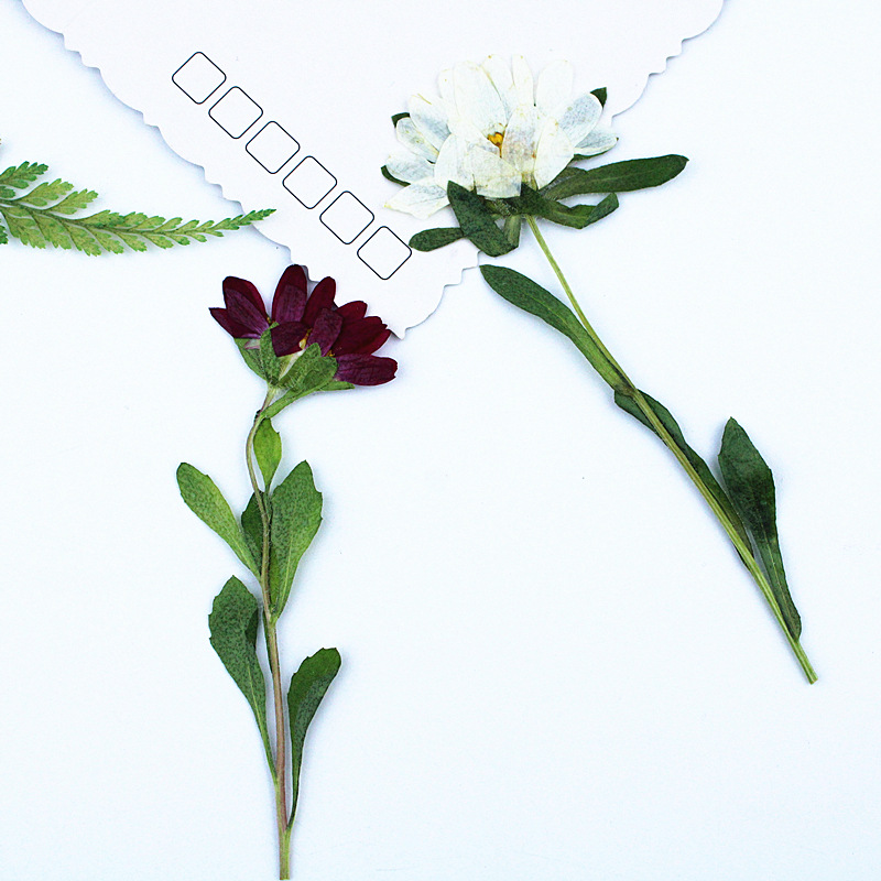 24pcs,Mini Chrysanthemum Press - đánh giá và giá Resin Craft Ideas