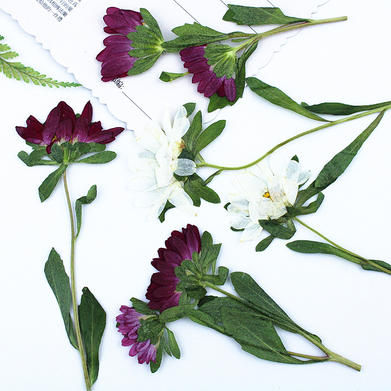 24pcs,Mini Chrysanthemum Press - đánh giá và giá Resin Craft Ideas